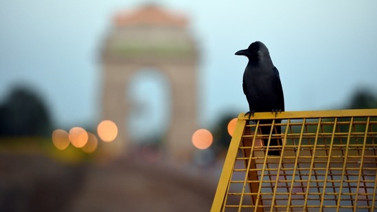 A crow perches on a Delhi Police barricade near India Gate at Rajpath in New Delhi.(PTI) A crow perches on a Delhi Police barricade near India Gate at Rajpath in New Delhi.(PTI)