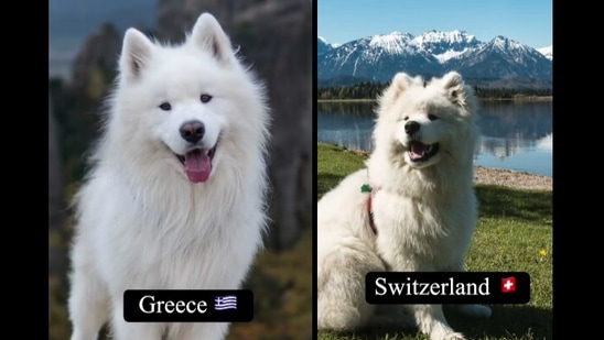 The image shows Felix at Greece and Switzerland. (Instagram/@wanderlust_samoyed) The image shows Felix at Greece and Switzerland. (Instagram/@wanderlust_samoyed)