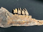 The image shows the excavated fossil dating back to the Ice Age.