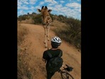 The image shows Timmy in front of the giraffe.(Instagram/@mosertimmy) The image shows Timmy in front of the giraffe.(Instagram/@mosertimmy)