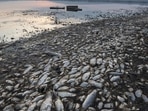 Swarms of flies spread near the reservoir and thousands of fish were decomposing in already dirty waters.(AP) Swarms of flies spread near the reservoir and thousands of fish were decomposing in already dirty waters.(AP)