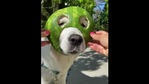 The image shows the doggo.(Reddit) The image shows the doggo.(Reddit)