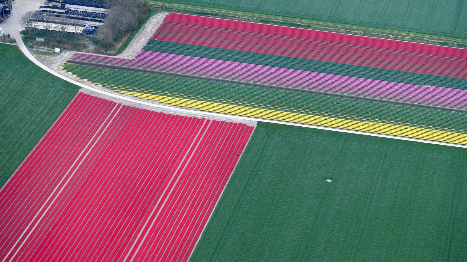 In Nederland bloeien miljoenen tulpen.  Heb jij de geweldige foto's al gezien?  |  Gewoon