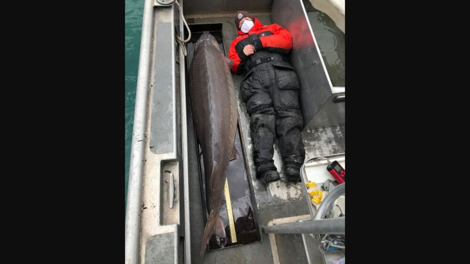 Over 100yearold fish weighing more than 108 kg caught in