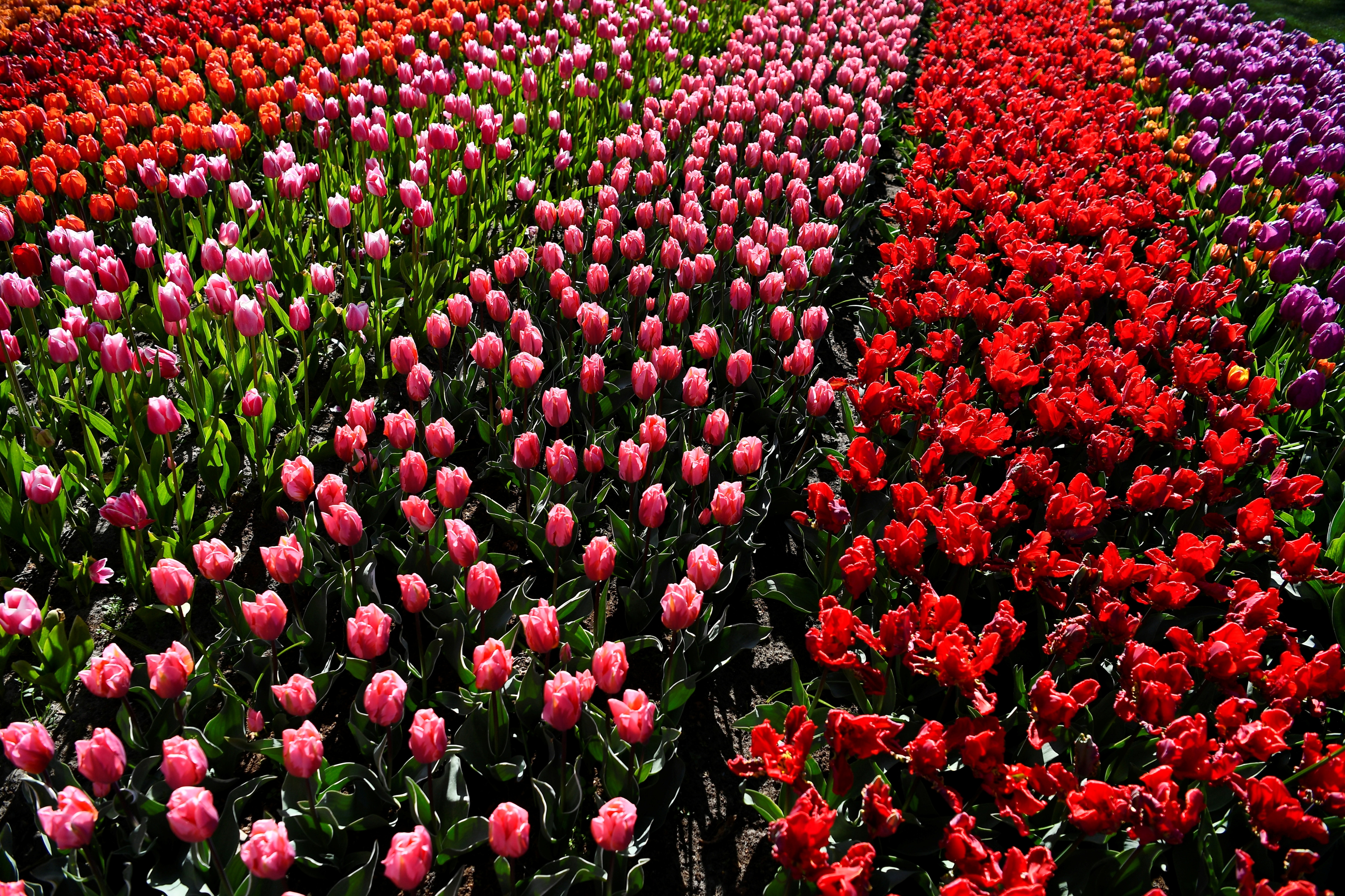 Tulpen worden gezien in de Keukenhof-tuin in Lisse, Nederland (Reuters)