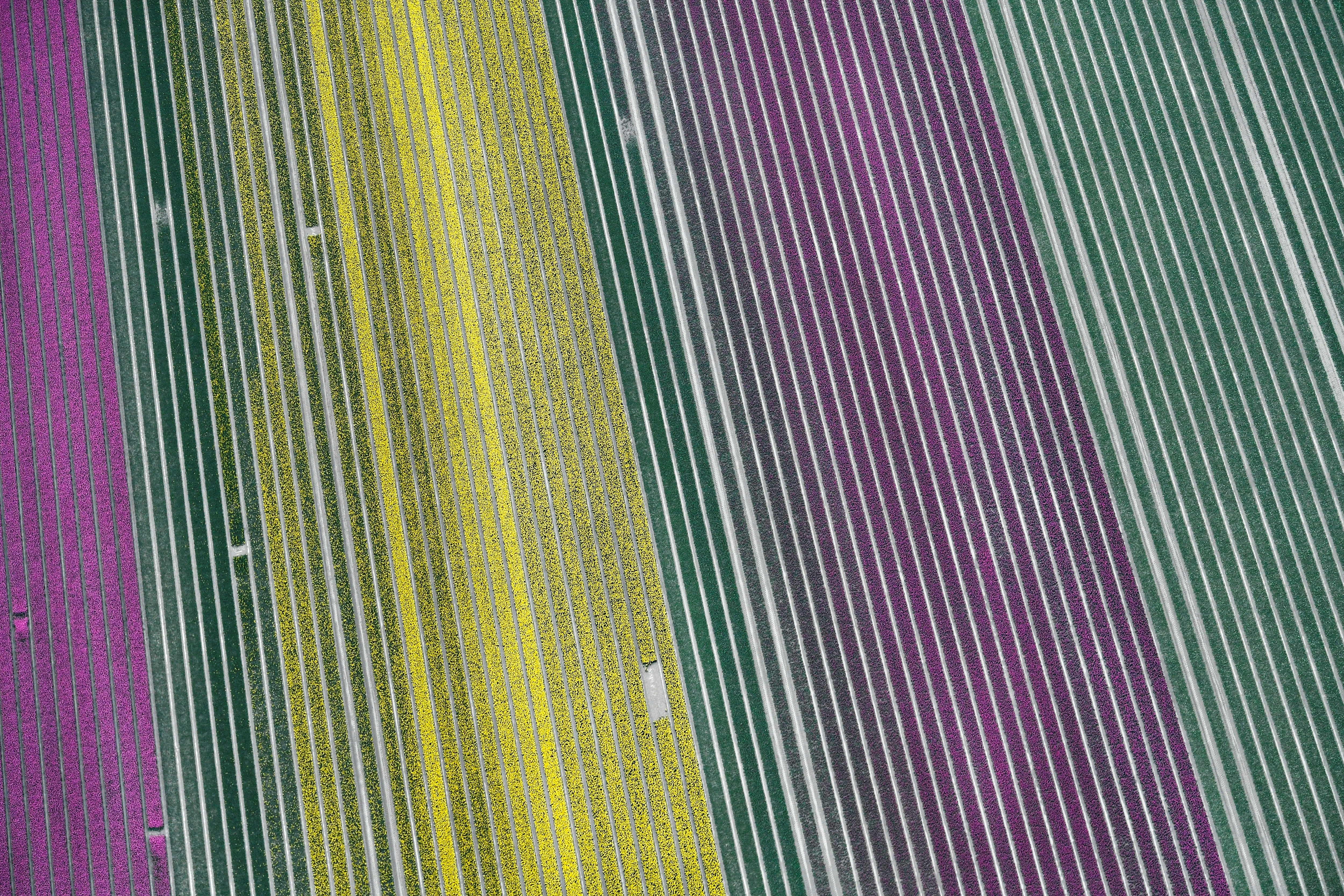 Luchtfoto van tulpenvelden (Reuters)