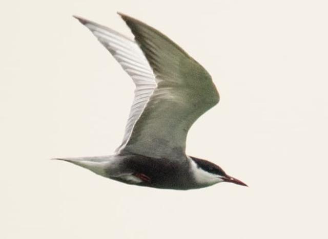 A Whiskered tern in breeding plumage roves over Sukhna Lake. (PHOTO: RAJIVE DAS) A Whiskered tern in breeding plumage roves over Sukhna Lake. (PHOTO: RAJIVE DAS)