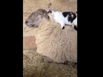 The image shows the cat and the sheep.(Reddit.) The image shows the cat and the sheep.(Reddit.)