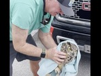 The image shows a volunteer rescuing the owl from the truck.(Facebook/@Conservancy of Southwest Florida) The image shows a volunteer rescuing the owl from the truck.(Facebook/@Conservancy of Southwest Florida)