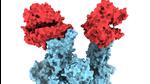 The ‘N501Y’ mutation in the Spike protein, in blue, is attached with two copies of the ACE2 receptor, in red. (supplied photo/ UBC) The ‘N501Y’ mutation in the Spike protein, in blue, is attached with two copies of the ACE2 receptor, in red. (supplied photo/ UBC)