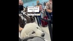The image shows Spike sitting in a travelling bag.(Instagram/@stagegulchgoldens) The image shows Spike sitting in a travelling bag.(Instagram/@stagegulchgoldens)