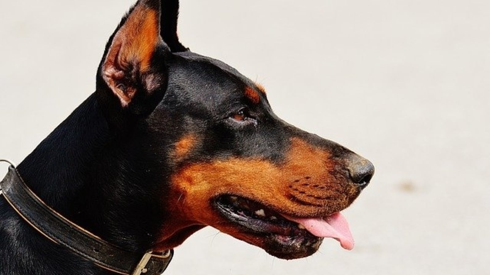 Dogs' aggressive behavior towards humans often caused by fear. Here's why