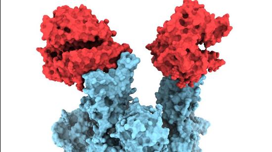 The ‘N501Y’ mutation in the Spike protein, in blue, is attached with two copies of the ACE2 receptor, in red. (supplied photo/ UBC) The ‘N501Y’ mutation in the Spike protein, in blue, is attached with two copies of the ACE2 receptor, in red. (supplied photo/ UBC)