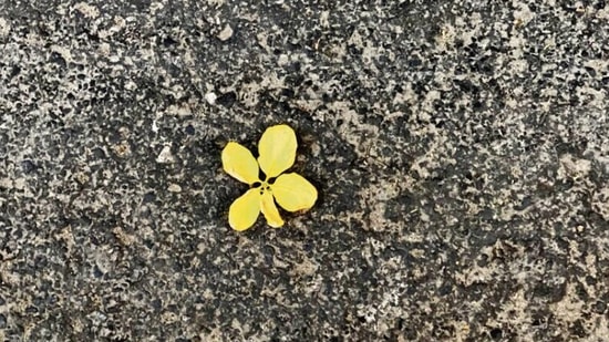 Meanwhile, here under this Green Park amaltas, a flower is falling dead every other moment. Meanwhile, here under this Green Park amaltas, a flower is falling dead every other moment.