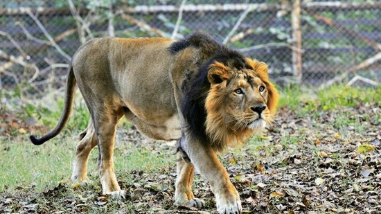 Eight Asiatic lions tested positive for Covid-19 on Monday after they showed signs of respiratory distress. Parveen Kumar/ht archive