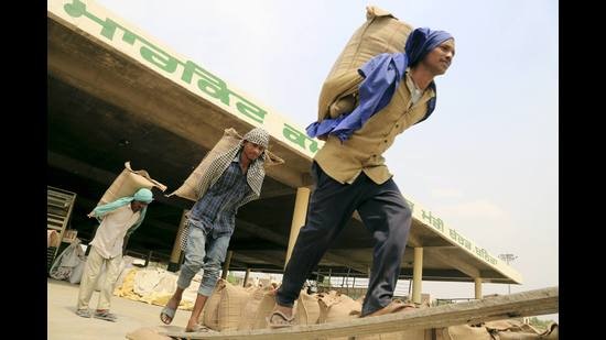 Labourers loading wheat in a truck in Bathinda. (PTI) Labourers loading wheat in a truck in Bathinda. (PTI)