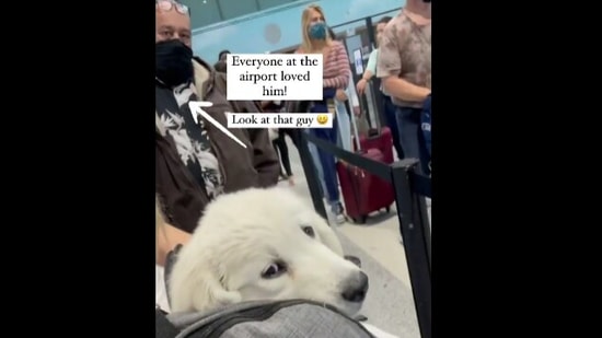 The image shows Spike sitting in a travelling bag.(Instagram/@stagegulchgoldens)