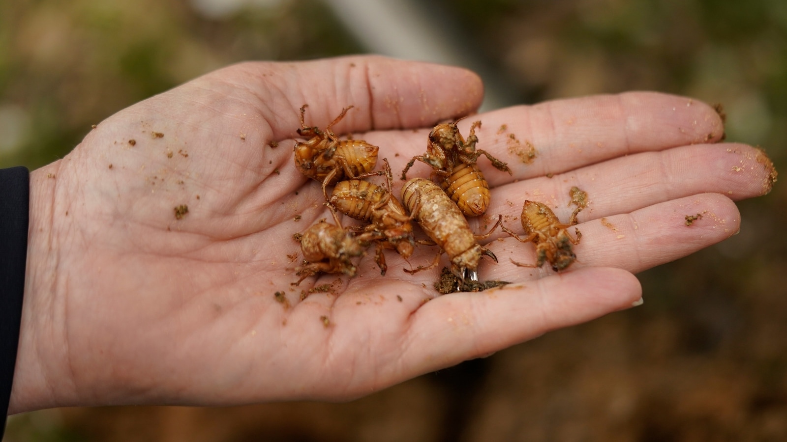 Trillions of cicadas set to emerge in the US, here's why Trending