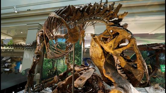 A Tyrannosaurus Rex skeleton during a media preview for the reopening of the Smithsonian’s Natural History Museum dinosaur and fossil hall after renovation in Washington, US, June 4, 2019. (File photo) A Tyrannosaurus Rex skeleton during a media preview for the reopening of the Smithsonian’s Natural History Museum dinosaur and fossil hall after renovation in Washington, US, June 4, 2019. (File photo)