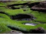 Will your future clothes be made of algae?(Unsplash) Will your future clothes be made of algae?(Unsplash)