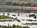 The Delhi Jal Board says that Haryana was releasing less water into the Yamuna, hitting supply to Delhi.(HT Photo ) The Delhi Jal Board says that Haryana was releasing less water into the Yamuna, hitting supply to Delhi.(HT Photo )