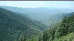 A view of a forest in Shimla. (HT archive) A view of a forest in Shimla. (HT archive)