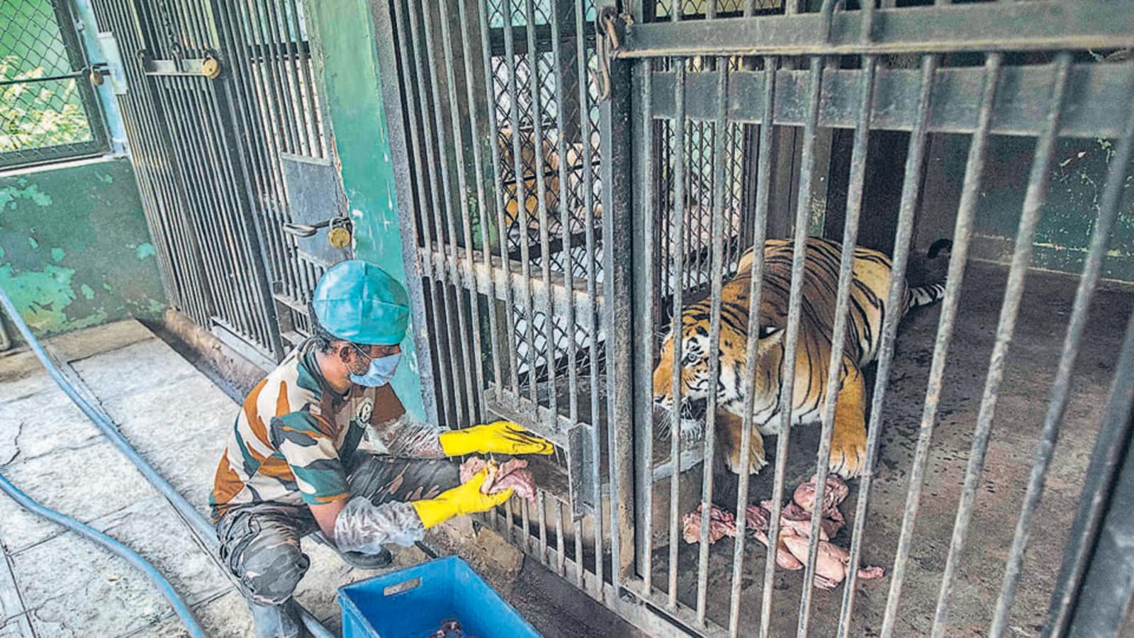 Katraj zoo under stricter Covid prevention cover - Hindustan Times
