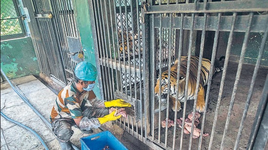 Animal handler Datta Chandane gives food to tiger Akash at Rajiv Gandhi zoo in Katraj on Wednesday. (PRATHAM GOKHALE/HT)