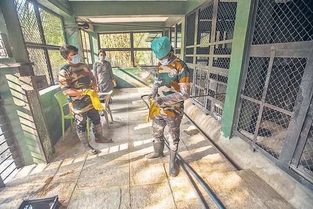 Animal handler Ashok Waghmare, veterinary Dr Suchitra Suryavanshi and Chandane wear protective gear and strictly follow Covid protocols before handing the animals at the zoo. (Pratham Gokhale/HT Photo) Animal handler Ashok Waghmare, veterinary Dr Suchitra Suryavanshi and Chandane wear protective gear and strictly follow Covid protocols before handing the animals at the zoo. (Pratham Gokhale/HT Photo)
