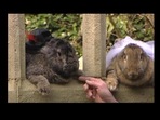 The image shows the bunny couple Roberto and Amy.(Twitter/@youtube) The image shows the bunny couple Roberto and Amy.(Twitter/@youtube)