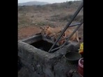 The image is a screengrab from the clip shared by Anand Mahindra.(Twitter/@anandmahindra) The image is a screengrab from the clip shared by Anand Mahindra.(Twitter/@anandmahindra)