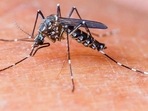 Four per cent of the mosquito population in Keys is of Aedes aegypti but is responsible for all the mosquito-borne diseases transmitted to humans like dengue, Zika, yellow fever.(File photo) Four per cent of the mosquito population in Keys is of Aedes aegypti but is responsible for all the mosquito-borne diseases transmitted to humans like dengue, Zika, yellow fever.(File photo)