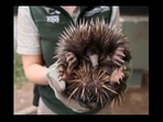The image shows the echidna puggle at the Taronga Zoo.(Instagram/@tarongazoo) The image shows the echidna puggle at the Taronga Zoo.(Instagram/@tarongazoo)