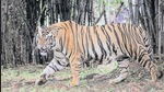 Bhopal, India - Aug. 27, 2016: Tiger Bandhu, brought in from Bandhavgarh in June-July this year, is all set to charm Bhopalis at Van Vihar National Park from now onwards. Weighing approximate 200 kgs, Bandhu was released in his confined territory four days back at Van Vihar in Bhopal, India, on Saturday, August 27, 2016. (Photo by Praveen Bajpai/ HT PHOTO) (Praveen Bajpai/ HT PHOTO) Bhopal, India - Aug. 27, 2016: Tiger Bandhu, brought in from Bandhavgarh in June-July this year, is all set to charm Bhopalis at Van Vihar National Park from now onwards. Weighing approximate 200 kgs, Bandhu was released in his confined territory four days back at Van Vihar in Bhopal, India, on Saturday, August 27, 2016. (Photo by Praveen Bajpai/ HT PHOTO) (Praveen Bajpai/ HT PHOTO)