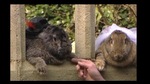 The image shows the bunny couple Roberto and Amy.(Twitter/@youtube) The image shows the bunny couple Roberto and Amy.(Twitter/@youtube)