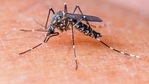 Four per cent of the mosquito population in Keys is of Aedes aegypti but is responsible for all the mosquito-borne diseases transmitted to humans like dengue, Zika, yellow fever.(File photo) Four per cent of the mosquito population in Keys is of Aedes aegypti but is responsible for all the mosquito-borne diseases transmitted to humans like dengue, Zika, yellow fever.(File photo)