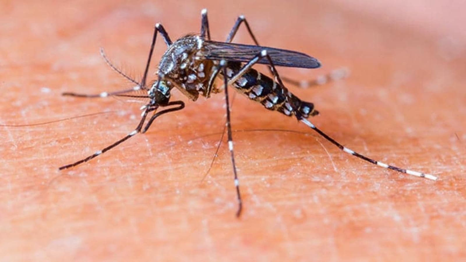 Genetically modified mosquitoes released in US to fight disease-carrying species