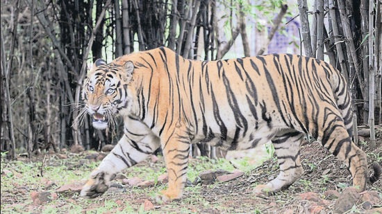 Bhopal, India - Aug. 27, 2016: Tiger Bandhu, brought in from Bandhavgarh in June-July this year, is all set to charm Bhopalis at Van Vihar National Park from now onwards. Weighing approximate 200 kgs, Bandhu was released in his confined territory four days back at Van Vihar in Bhopal, India, on Saturday, August 27, 2016. (Photo by Praveen Bajpai/ HT PHOTO) (Praveen Bajpai/ HT PHOTO)