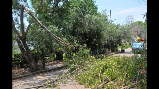 As per data compiled by the Chandigarh municipal corporation (MC), the trees were uprooted in Sectors 7,8, 19, 22, 23, 24, 38, 27, 30, Industrial Area Phase 2, Manimajra and Dadumajra. (Ravi Kumar/HT) As per data compiled by the Chandigarh municipal corporation (MC), the trees were uprooted in Sectors 7,8, 19, 22, 23, 24, 38, 27, 30, Industrial Area Phase 2, Manimajra and Dadumajra. (Ravi Kumar/HT)