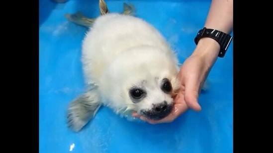 Baby seal gets bamboozled after feeling water for the first time ...