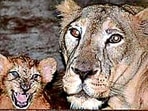 The two lionesses have been isolated. 