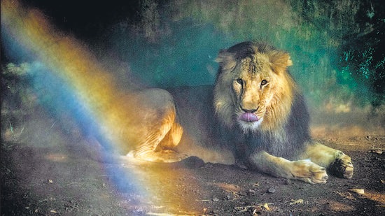 Rainbow formed from sprinkler water sprays and sunlight as lion Pawan (6) sits in an enclosure at Rajiv Gandhi Zoo, Katraj in Pune, May 5, 2021. Following reports of eight Asiatic lions at Hyderabad zoo testing Covid positive, the environment ministry has directed zoo authorities to strictly follow the virus prevention measures. (PRATHAM GOKHALE/HT) Rainbow formed from sprinkler water sprays and sunlight as lion Pawan (6) sits in an enclosure at Rajiv Gandhi Zoo, Katraj in Pune, May 5, 2021. Following reports of eight Asiatic lions at Hyderabad zoo testing Covid positive, the environment ministry has directed zoo authorities to strictly follow the virus prevention measures. (PRATHAM GOKHALE/HT)
