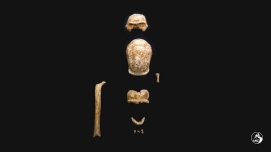 This image released by the Italian Culture Ministry shows fossil findings that were discovered in a cave near Rome. (AP) This image released by the Italian Culture Ministry shows fossil findings that were discovered in a cave near Rome. (AP)