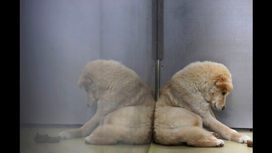Many pets have been orphaned, losing their humans to the pandemic (Photo: Kim Kyung-Hoon/REUTERS)