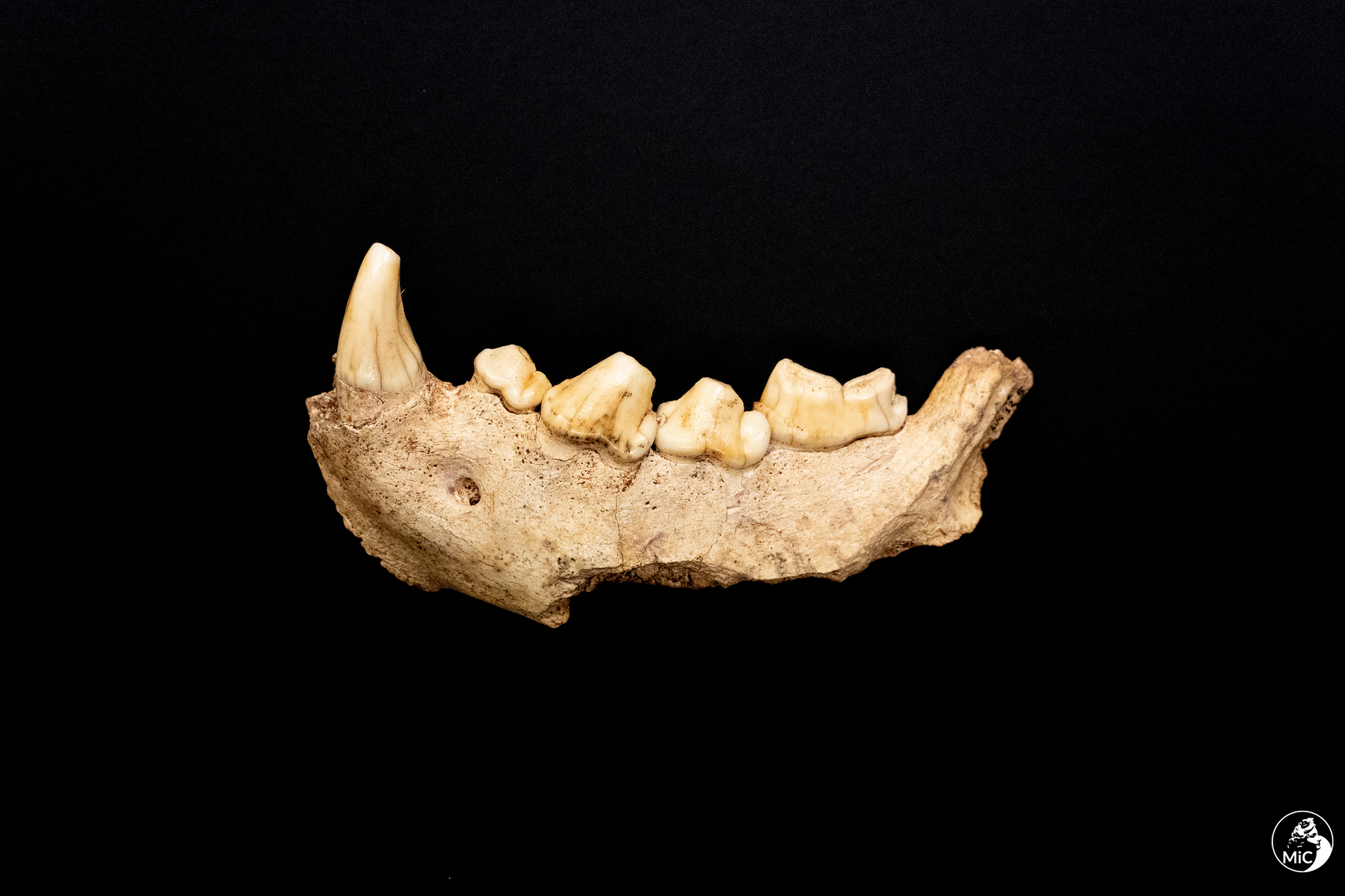 Esta imagem divulgada pelo Ministério da Cultura da Itália mostra um fóssil de mandíbula que foi descoberto em uma caverna perto de Roma. (AP)