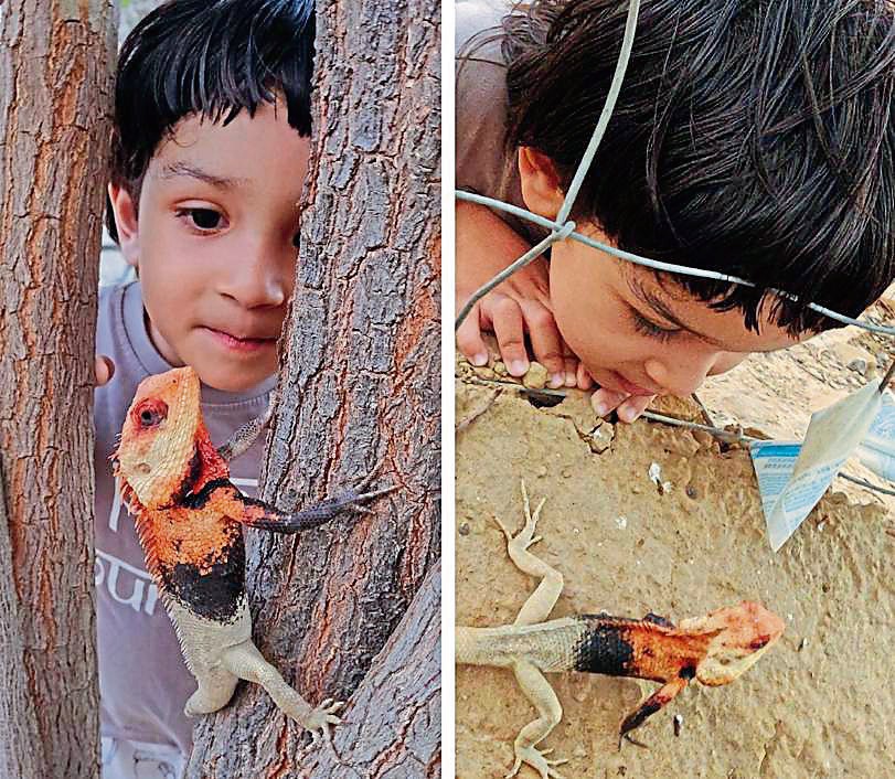 Khushank engrossed with his wild pet, a male lizard in breeding colours. (PHOTOS: SHYAM SUNDER MEENA)