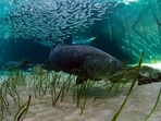 A Goliath Grouper swims at Mote Aquarium in Sarasota, Florida. A Goliath Grouper swims at Mote Aquarium in Sarasota, Florida.