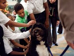 Former US 'first dog' Bo (twitter.com/barackobama)