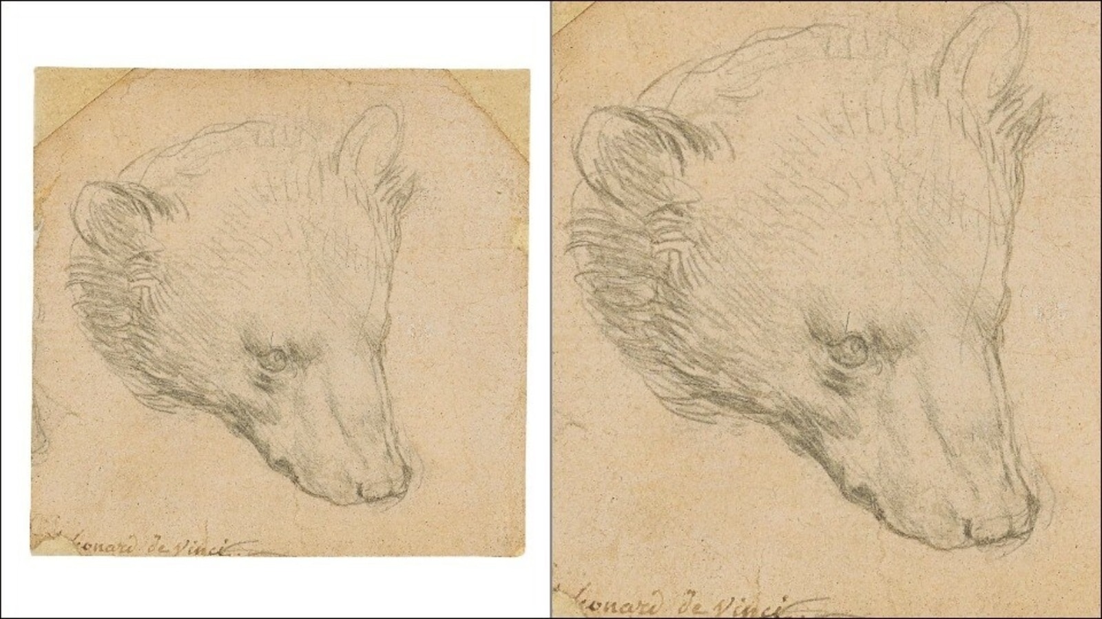 Leonardo da Vinci's 'Head of Bear' drawing may fetch over 16 million