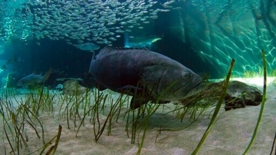 A Goliath Grouper swims at Mote Aquarium in Sarasota, Florida. (AP) A Goliath Grouper swims at Mote Aquarium in Sarasota, Florida. (AP)